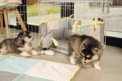 Beeztees Puppy Cosy Doggy - Hondenspeelgoed - Grijs - 120x12x9,5 Cm -Hondenbenodigdheden Korting 1200x800 238