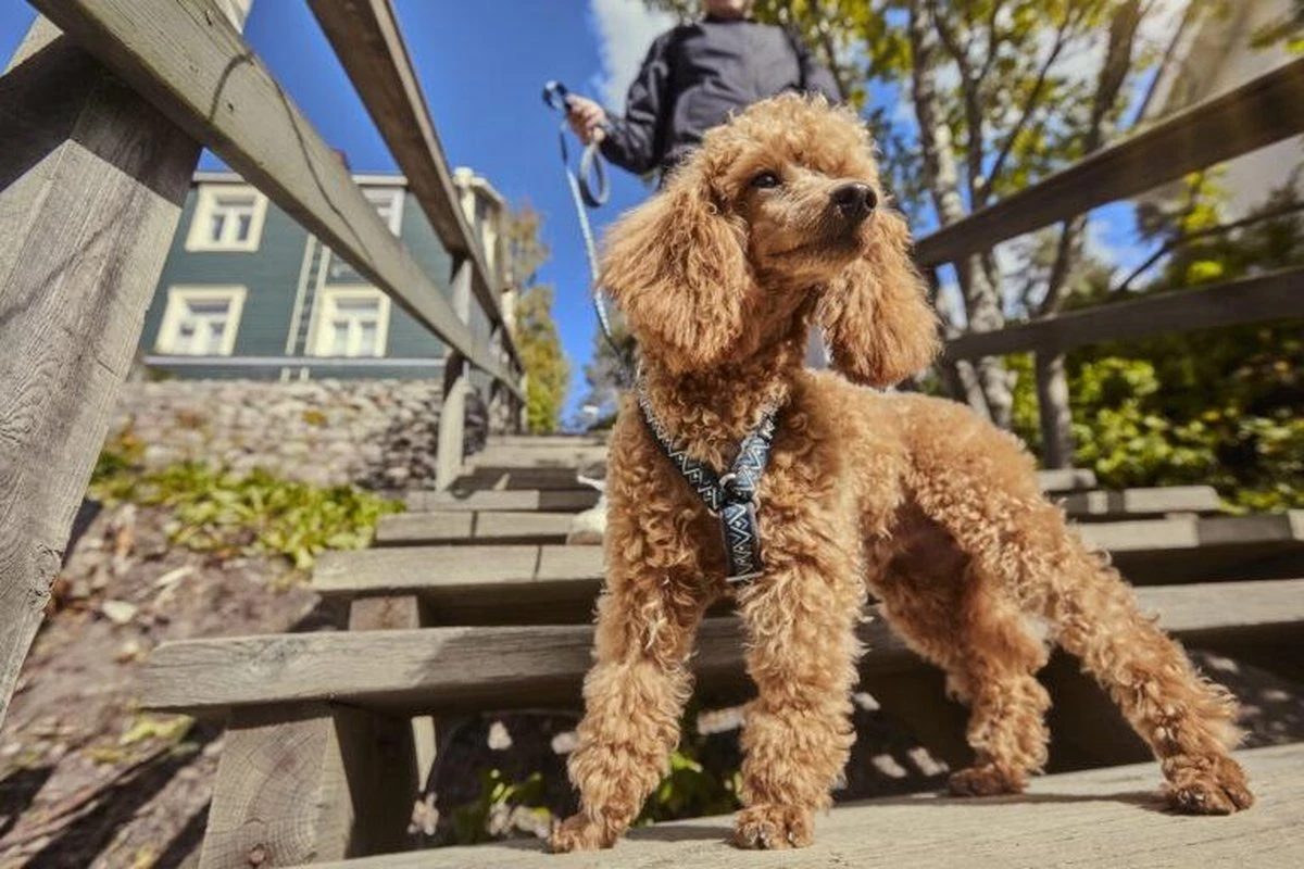 Hurtta Hondentuig - Hondenharnas - Y-harness - Kleur: Hedge - Maat:55-65 Cm 4 Hurtta Hondentuig - Hondenharnas - Y-harness - Kleur: Hedge - Maat:55-65 Cm - Afbeelding 4