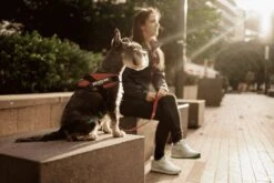 Julius K9 Julius-K9 IDC®Powertuig, S - Mini, Neon -Hondenbenodigdheden Korting 1200x800 258