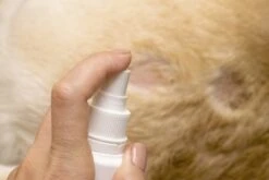 Petoxil Pet Spray Met Colloïdaal Zilver Is Speciaal Ontworpen Voor Gebruik Op Alle (huis) Dierensoorten. Revolutionair In Hygiëne -Hondenbenodigdheden Korting 1200x800 40