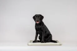 Easypets Puppy Training Pads - Zindelijkheidstraining - Hondentoilet - 60 X 60 Cm - 250 Stuks - INCL. PADHOUDER -Hondenbenodigdheden Korting 1200x800 49
