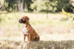 Trixie Muilkorf Polyester Met Gaas Inzet Zwart (M 19-26 CM) -Hondenbenodigdheden Korting 1200x800 53