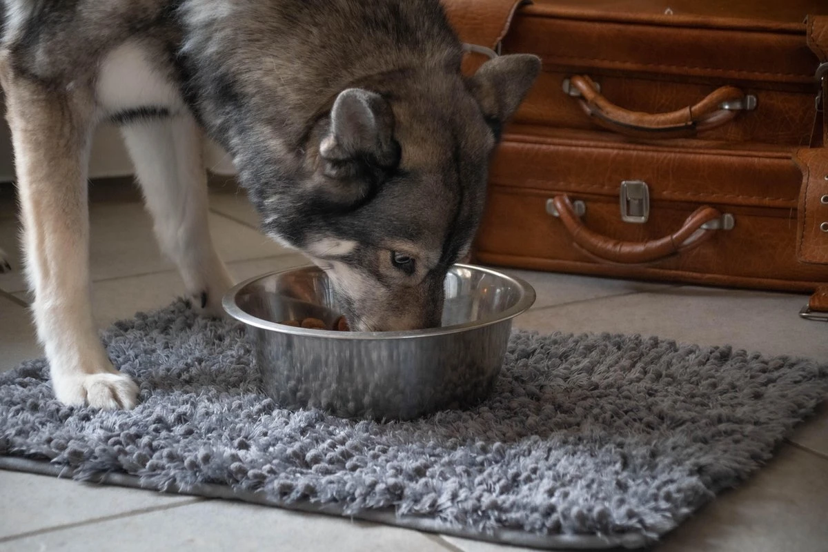 Royal Dry Absorberende Anti-knoeimat Voor Honden – Trekt Vuil Als Een Spons – Laat Geen Vocht Door – 61x45 Cm – Microfiber Chenille – Geschikt Voor Honden En Overige Huisdieren 4 Royal Dry Absorberende Anti-knoeimat Voor Honden – Trekt Vuil Als Een Spons – Laat Geen Vocht Door – 61x45 Cm – Microfiber Chenille – Geschikt Voor Honden En Overige Huisdieren - Afbeelding 4