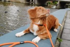 Rebel Petz - Honden Trainingslijn Met Halsband - Taupe, Zwart, Groen & Oranje - Maat Small Of Large - Kleur: Zwart, Maat: Large -Hondenbenodigdheden Korting 1200x800 96