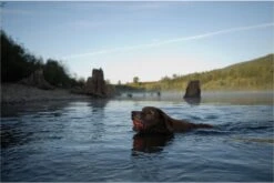 Chuckit! Ultra Bal - L - 7 Cm -Hondenbenodigdheden Korting 1200x802 13