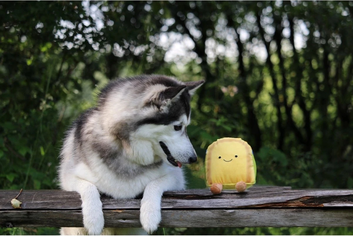 Gouda Kaas - Hondenspeelgoed 2 Gouda Kaas - Hondenspeelgoed - Afbeelding 2