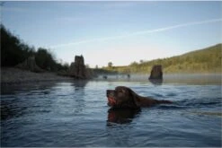 Chuckit! Ultra Ball L – Honden Speelgoed – Apporteren – Drijft Op Water – Stuitert – Veilig Voor Gebit – Honden Bal – Ideaal Met De Ballenwerper – Ø 7cm – Oranje/Blauw – Apporteerspeelgoed – 2-Pack -Hondenbenodigdheden Korting 1200x802 9