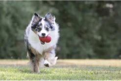 Kong Kauwbot - Hondenspeelgoed - Rood - S -Hondenbenodigdheden Korting 1200x806 10