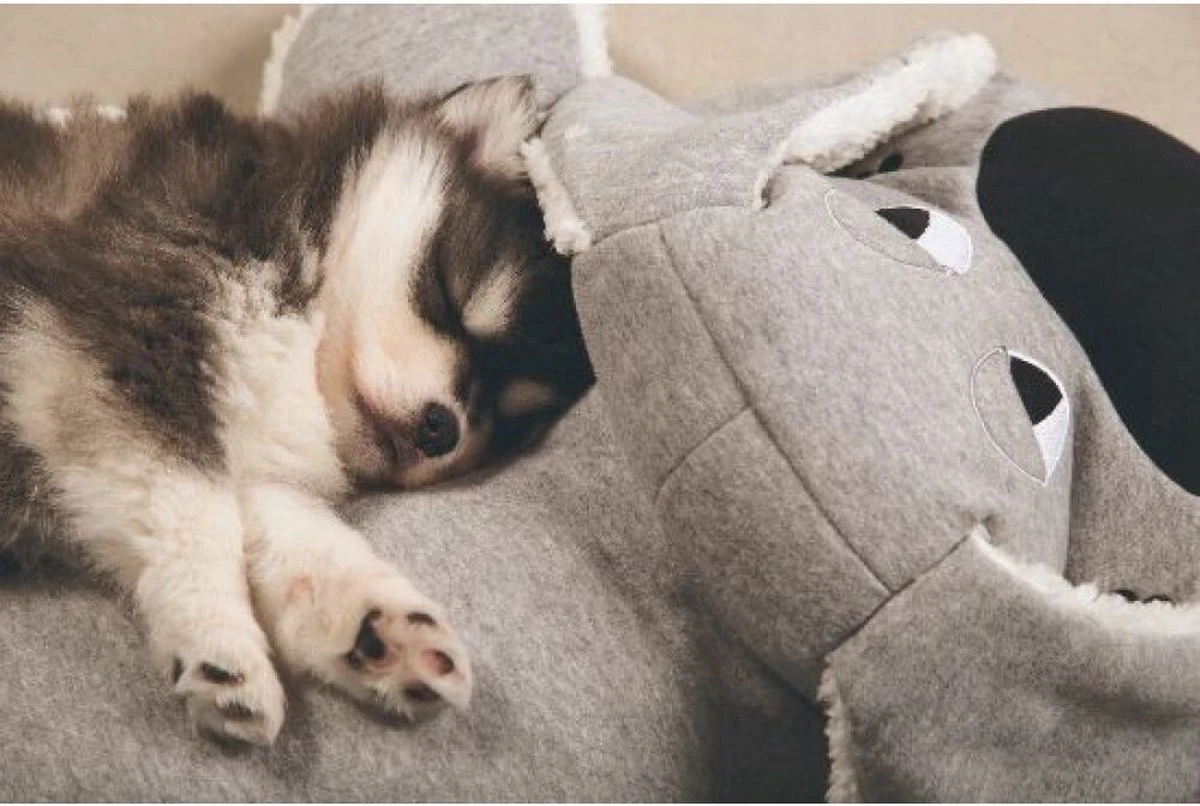 Beeztees Puppy Boomba XL - Hondenspeelgoed - Grijs - 70x40x21 Cm 3 Beeztees Puppy Boomba XL - Hondenspeelgoed - Grijs - 70x40x21 Cm - Afbeelding 3