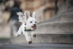 Julius K9 Julius-K9 IDC®Powertuig, 3XS - Baby1, Zwart -Hondenbenodigdheden Korting 1200x807 2