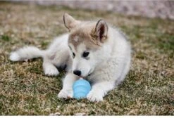 Kong Puppy - Hondenspeelgoed - Assorti - L -Hondenbenodigdheden Korting 1200x818 3