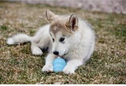 Kong Puppy - Kauwbot Hondenspeelgoed Small - Kauwbot - 85mm X 42mm - Groen/Wit -Hondenbenodigdheden Korting 1200x818 4