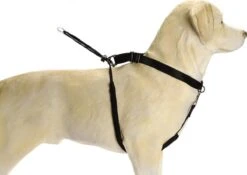 Beeztees Gentle Walker - Hondentuig - Zwart - L -Hondenbenodigdheden Korting 1200x851 3