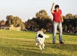 Kong Extreme -Hondenbenodigdheden Korting 1200x881 4