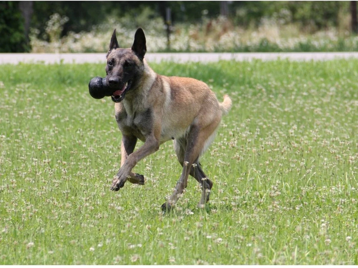 Kong Extreme - Hondenspeelgoed - Zwart - XL 2 Kong Extreme - Hondenspeelgoed - Zwart - XL - Afbeelding 2