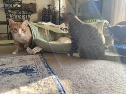 Pishoo® Kattentunnel - Speeltunnel Kat - Kattenspeeltjes - Kattenmand - Kattenhuis - Lichtgroen -Hondenbenodigdheden Korting 1200x900 34