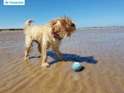 Cheerble Wicked Ball W1| Blauw| Zelf Rollende Bal Voor Honden | 3 Automatische Speelmodi | Interactief En Intelligentie Hondenspeelgoed | Hondenspeeltje| USB Oplaadbaar -Hondenbenodigdheden Korting 1200x900 39