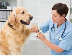 Woodoro Nagelknipper Nagelvijl Nagelschaar Voor Hond En Kat - Incl. Veiligheidsstop -Hondenbenodigdheden Korting 1200x928 2