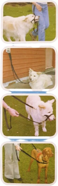 Company Of Animals Halti Trainingslijn - Large - 2 Meter - Verstelbaar - Zwart -Hondenbenodigdheden Korting 378x1200 1