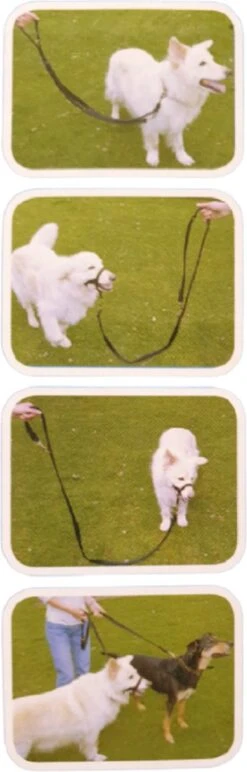 Company Of Animals Halti Trainingslijn - Large - 2 Meter - Verstelbaar - Zwart -Hondenbenodigdheden Korting 384x1200