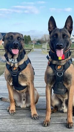 Always Prepared © Pro K9 Hondentuig - Anti Trek - Y Tuig - Middel En Grote Hond - Veiligheidstuig -Hondenbenodigdheden Korting 675x1200 4