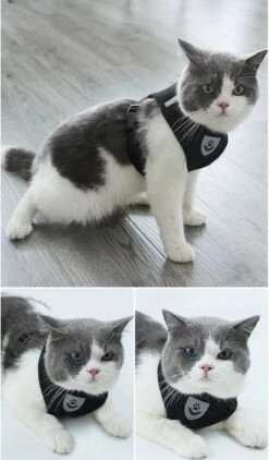 Zavelo® Honden Tuigje - Puppy En Kattentuigje - Hondenharnas - Reflecterend - Incl. Bijpassend Riempje - Zwart-Maat: S 9 Zavelo® Honden Tuigje - Puppy En Kattentuigje - Hondenharnas - Reflecterend - Incl. Bijpassend Riempje - Zwart-Maat: S -Hondenbenodigdheden Korting 703x1200 2