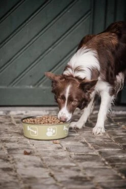 Delcon - Premium Hondenvoer - Puppy - 12kg 13 Delcon - Premium Hondenvoer - Puppy - 12kg -Hondenbenodigdheden Korting 799x1200