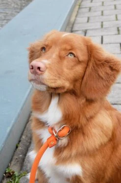 Rebel Petz - Honden Trainingslijn Met Halsband - Taupe, Zwart, Groen & Oranje - Maat Small Of Large - Kleur: Zwart, Maat: Large -Hondenbenodigdheden Korting 800x1200 20