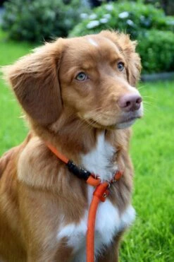 Rebel Petz - Honden Trainingslijn Met Halsband - Taupe, Zwart, Groen & Oranje - Maat Small Of Large - Kleur: Zwart, Maat: Large -Hondenbenodigdheden Korting 800x1200 22