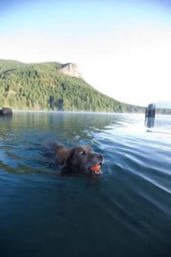 Chuckit! Chuckit Ultra Ball Hondenspeelgoed - Oranje - M - 2 Ballen - Ø 6cm -Hondenbenodigdheden Korting 800x1200 31