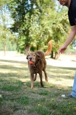 Chuckit! Chuckit Ultra Ball Hondenspeelgoed - Oranje - M - 2 Ballen - Ø 6cm -Hondenbenodigdheden Korting 800x1200 32