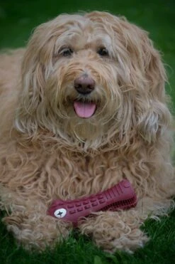 Tandenborstel Hond Melk Geur Smaak En Piep Honden Speelgoed Dog Toy - Krokodil Groen - Dutchwide 17 Tandenborstel Hond Melk Geur Smaak En Piep Honden Speelgoed Dog Toy - Krokodil Groen - Dutchwide -Hondenbenodigdheden Korting 800x1200 41