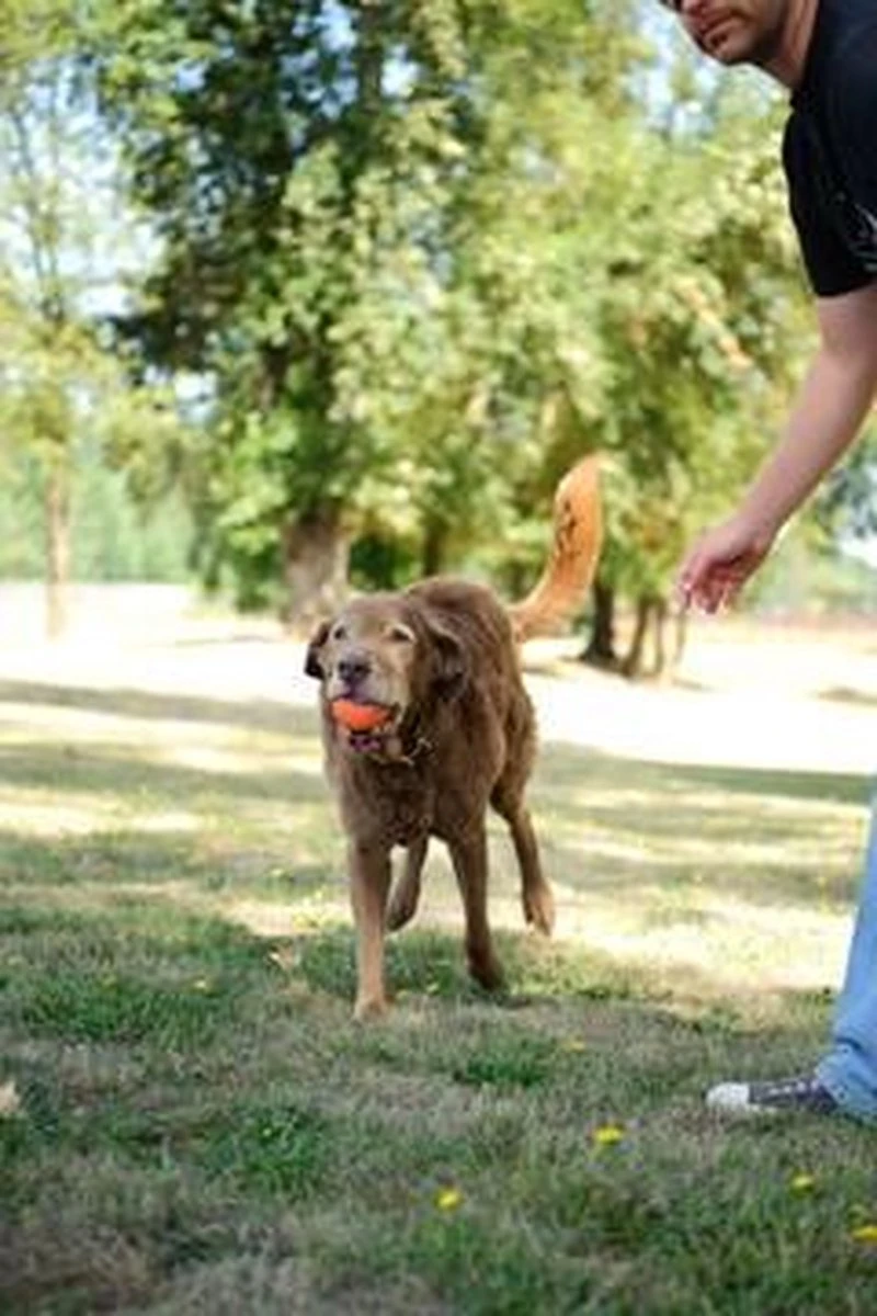 Chuckit! Chuckit Ultra Ball - XXL - 11 Cm 15 Chuckit! Chuckit Ultra Ball - XXL - 11 Cm - Afbeelding 15