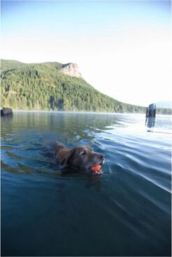 Chuckit! Ultra Bal - L - 7 Cm -Hondenbenodigdheden Korting 801x1200 6