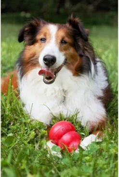 Kong Kauwbot - Hondenspeelgoed - Rood - L -Hondenbenodigdheden Korting 810x1200 9