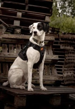 Always Prepared © Pro K9 Hondentuig - Anti Trek - Y Tuig - Middel En Grote Hond - Veiligheidstuig -Hondenbenodigdheden Korting 835x1200 1