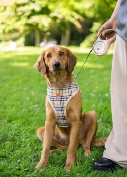 Hondenriem - Leiband Hond - Rollijn - 5 Meter - Beige - Riem Met Oprolsysteem - Hondenriem Flexi - Hondenlijn - Uitlaatriem 15 Hondenriem - Leiband Hond - Rollijn - 5 Meter - Beige - Riem Met Oprolsysteem - Hondenriem Flexi - Hondenlijn - Uitlaatriem -Hondenbenodigdheden Korting 858x1200