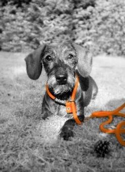 Rebel Petz - Honden Trainingslijn Met Halsband - Taupe, Zwart, Groen & Oranje - Maat Small Of Large - Kleur: Oranje, Maat: Large -Hondenbenodigdheden Korting 870x1200 4