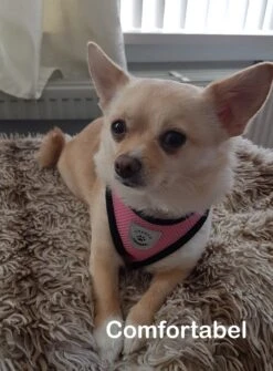 Luxyana Pets Hondentuig - M - 32-55cm - Harnas Voor Hond Of Grote Kat - Easy Step-in Hondenharnas - Inclusief Bijpassend Riempje - Zwart -Hondenbenodigdheden Korting 884x1200 3