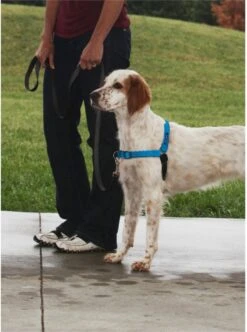 Petsafe Easy Walk® Deluxe Harness - Hondentuigje - Blauw - M - 1,8 M -Hondenbenodigdheden Korting 894x1200 6