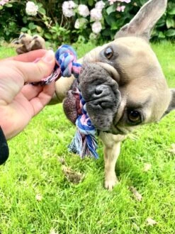 Flostouw Hond - Puppy - 18cm - Hondenspeelgoed - Mini - 2 Knopen - 23gram - Mini - Roze/Blauw -Hondenbenodigdheden Korting 899x1200 27