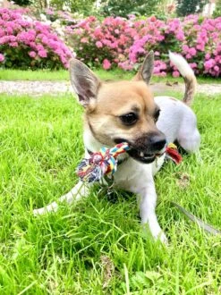 Flostouw Hond - Puppy - 18cm - Hondenspeelgoed - Mini - 2 Knopen - 23gram - Mini - Roze/Blauw -Hondenbenodigdheden Korting 899x1200 28