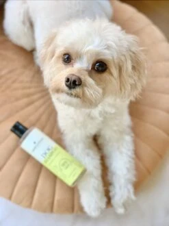 Fresh & Fluffy - Hondenshampoo Kamille / Patchouli - Geschikt Voor Alle Hondenrassen - Natuurlijk & Vegan Voor De Gevoelige Huid - 250ml 7 Fresh & Fluffy - Hondenshampoo Kamille / Patchouli - Geschikt Voor Alle Hondenrassen - Natuurlijk & Vegan Voor De Gevoelige Huid - 250ml -Hondenbenodigdheden Korting 899x1200 7