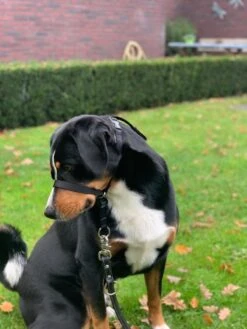 Gentle Leader Hoofdhalster Medium Zwart Beaphar -Hondenbenodigdheden Korting 900x1200 33