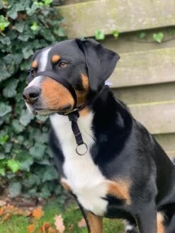 Gentle Leader Hoofdhalster Medium Zwart Beaphar -Hondenbenodigdheden Korting 900x1200 34