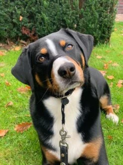 Gentle Leader Hoofdhalster Medium Zwart Beaphar -Hondenbenodigdheden Korting 900x1200 35