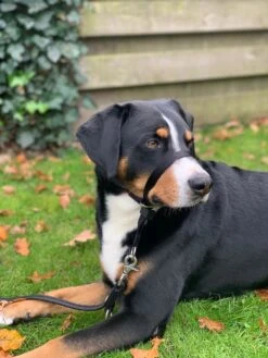 Gentle Leader Hoofdhalster Medium Zwart Beaphar -Hondenbenodigdheden Korting 900x1200 36