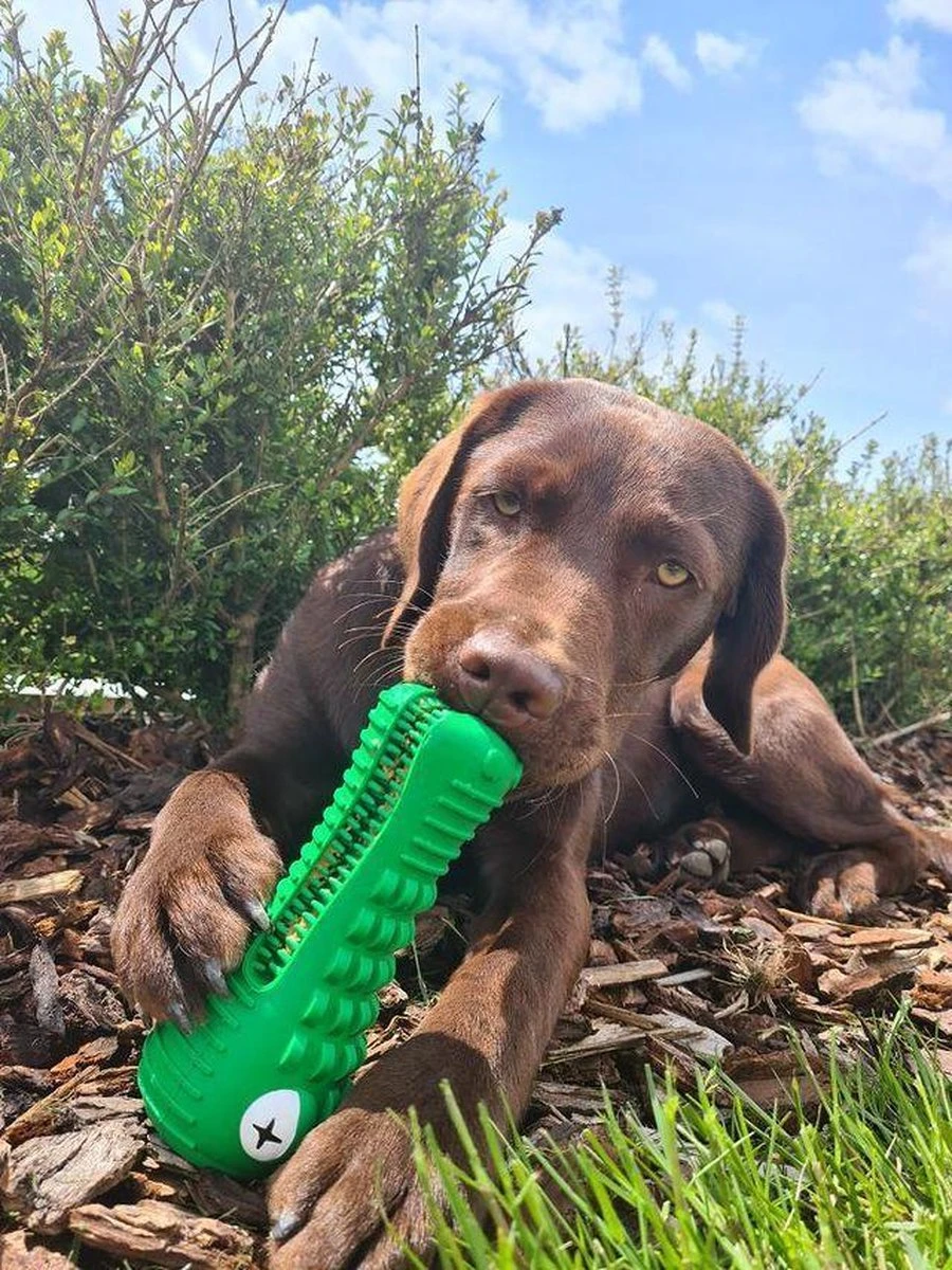 Tandenborstel Hond Melk Geur Smaak En Piep Honden Speelgoed Dog Toy - Krokodil Groen - Dutchwide 9 Tandenborstel Hond Melk Geur Smaak En Piep Honden Speelgoed Dog Toy - Krokodil Groen - Dutchwide - Afbeelding 9