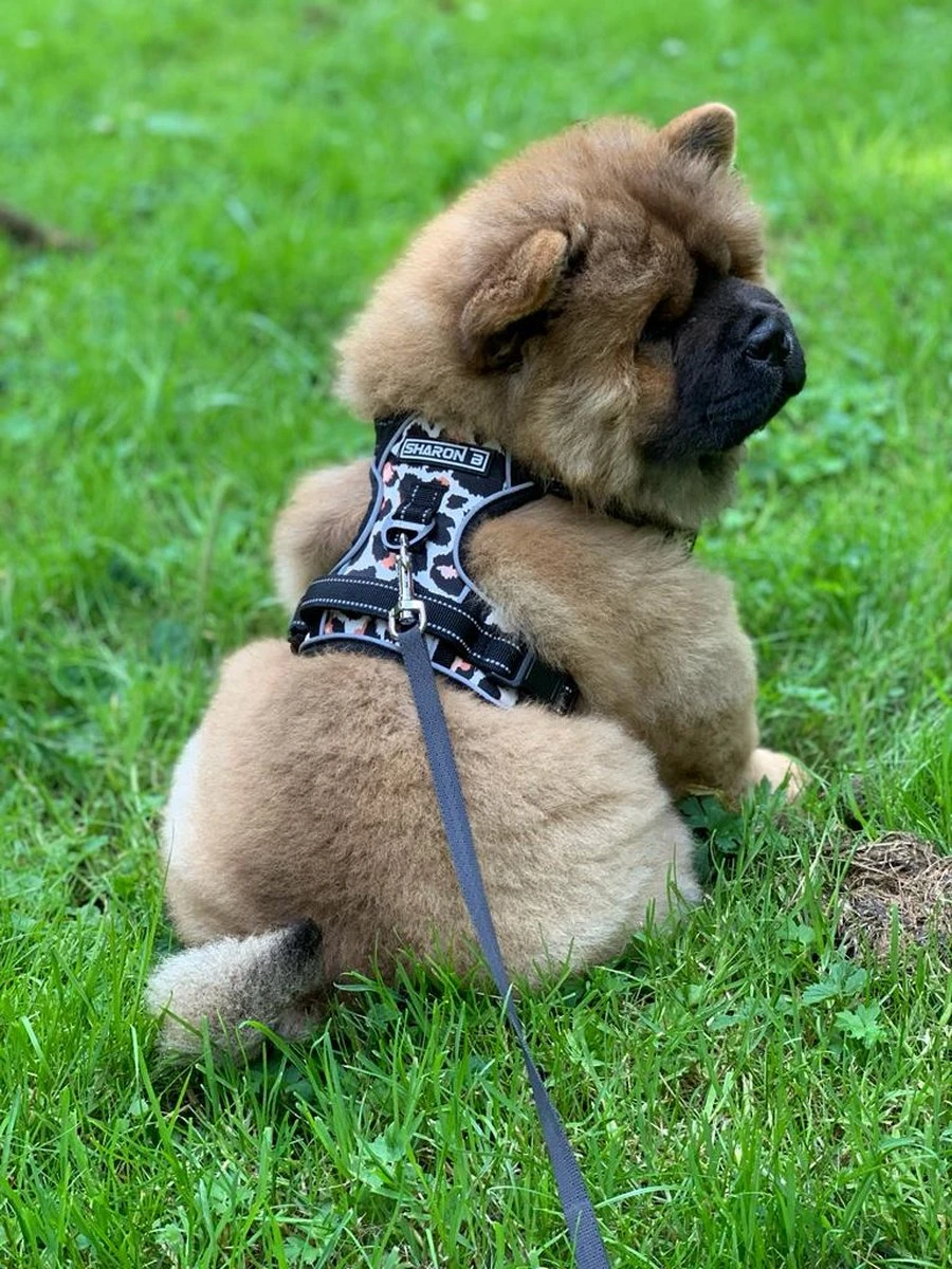 Antitrek Hondentuigje - Middelgrote Honden - Luipaard - Maat M - Borstring - Reflecterend 7 Antitrek Hondentuigje - Middelgrote Honden - Luipaard - Maat M - Borstring - Reflecterend - Afbeelding 7