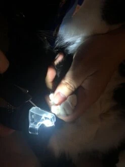 SunnyPets - Professionele Dieren Nagelknipper - Wit - Met LED En Vijl - Hond - Kat - Geschikt Voor Alle - Nageltang -Hondenbenodigdheden Korting 900x1200 8